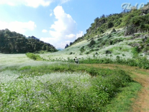 Cao nguyên Mộc Châu