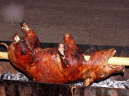 Lợn cắp nách