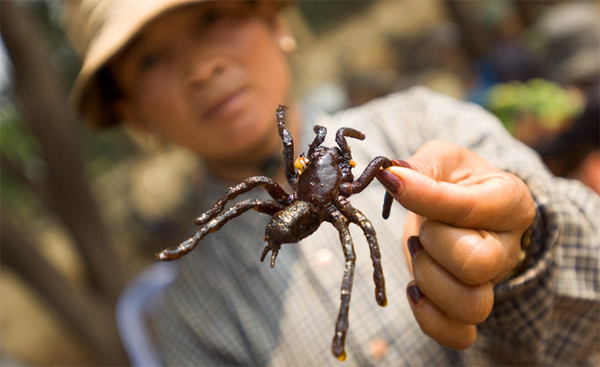 Nhện Tarantula