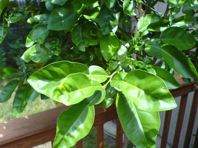 Thịt gà nhớ gia vị lá chanh