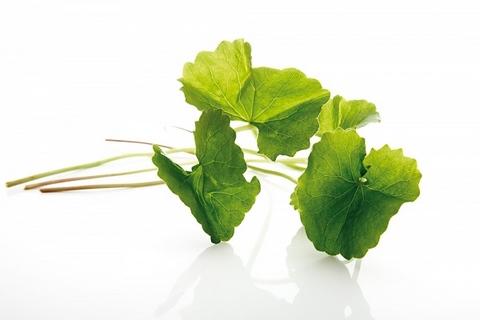 Chăm sóc da hiệu quả và rẻ tiền với... rau sống 1