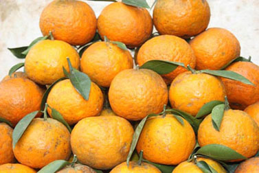 Mẹ bầu đừng quên cam sành
