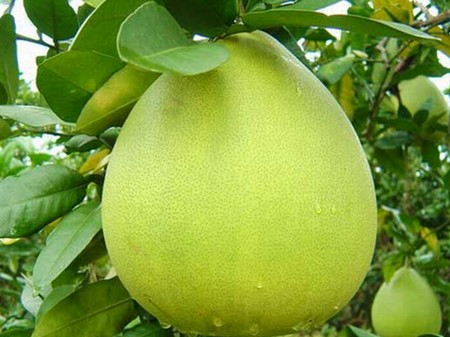 Bưởi