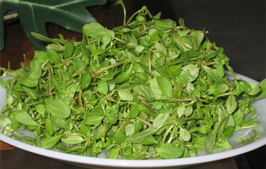 Rau Đắng: Món ăn bài thuốc