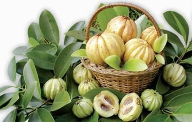 Công dụng chữa bệnh không ngờ từ cây, lá và nụ vối