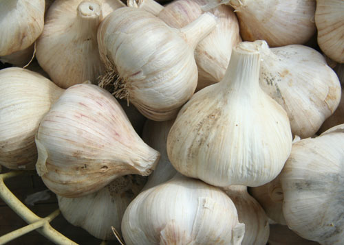 Tỏi