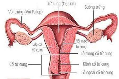 Các loại thực phẩm đặc biệt có lợi cho buồng trứng khỏe mạnh 1