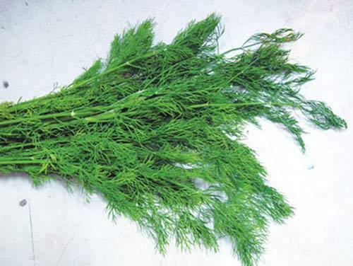 Ăn những gia vị này, bạn sẽ không ung thư, Tin tức trong ngày, Gia vi chua ung thu, nhung cay gia vi chua ung thu, benh ung thu, cu nghe, cay thi la, nghe tay, que, ot, gung, suc khoe, bao