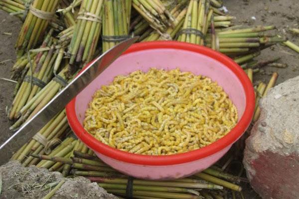 Rượu sâu chít - vị thuốc quý và không hề đắt đỏ