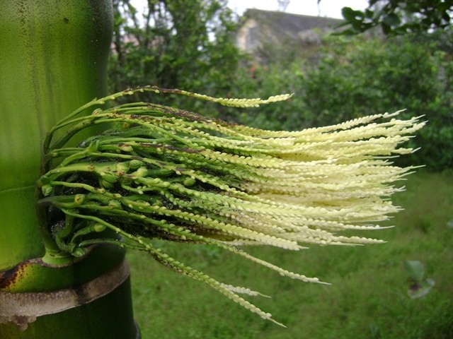 Hoa cau