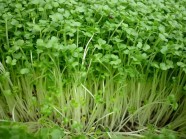 Rau mầm cải ngọt 