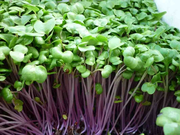 Rau mầm củ cải đỏ 