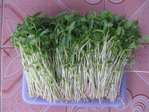 Rau mầm đậu xanh 