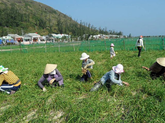 người dân vùng trồng tỏi đen