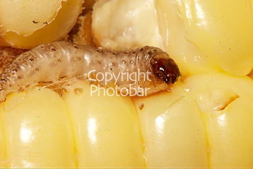 Sâu - phương thuốc bí truyền từ thiên nhiên