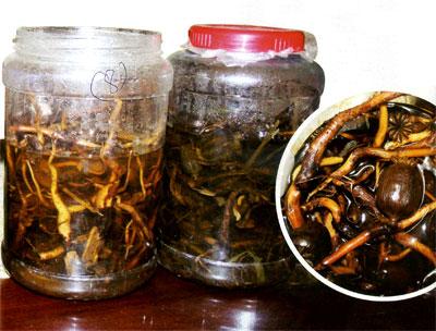 Ngâm rượu thuốc như thế nào cho chuẩn?