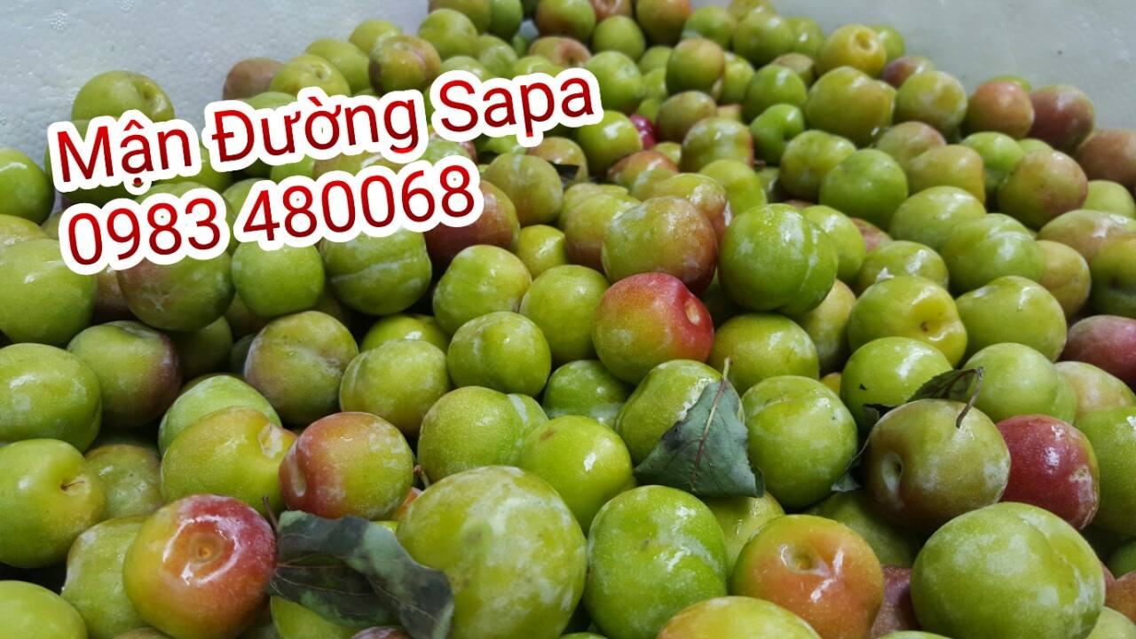 Mận đường SAPA